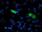 SHPK Antibody in Immunocytochemistry (ICC/IF)