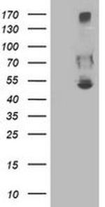 SHPK Antibody in Western Blot (WB)