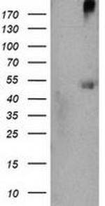 SHPK Antibody in Western Blot (WB)