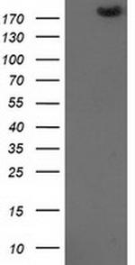 SHPRH Antibody in Western Blot (WB)