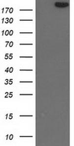 SHPRH Antibody in Western Blot (WB)