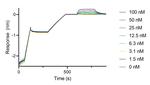 Human Ig, lambda-LC-specific VHH Secondary Antibody in Functional Assay (FN)