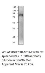 SIGLEC10 Antibody in Western Blot (WB)