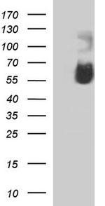 SIGLEC7 Antibody in Western Blot (WB)