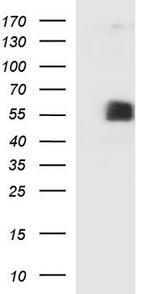 SIGLEC7 Antibody in Western Blot (WB)