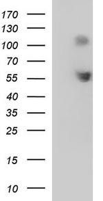 SIGLEC7 Antibody in Western Blot (WB)