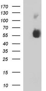 SIGLEC7 Antibody in Western Blot (WB)