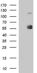 SIGLEC7 Antibody in Western Blot (WB)