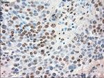 SIGLEC9 Antibody in Immunohistochemistry (Paraffin) (IHC (P))