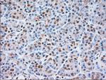 SIGLEC9 Antibody in Immunohistochemistry (Paraffin) (IHC (P))