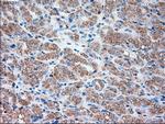 SIGLEC9 Antibody in Immunohistochemistry (Paraffin) (IHC (P))