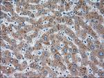 SIGLEC9 Antibody in Immunohistochemistry (Paraffin) (IHC (P))