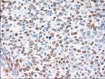 SIGLEC9 Antibody in Immunohistochemistry (Paraffin) (IHC (P))