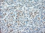 SIGLEC9 Antibody in Immunohistochemistry (Paraffin) (IHC (P))