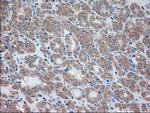 SIGLEC9 Antibody in Immunohistochemistry (Paraffin) (IHC (P))