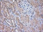 SIGLEC9 Antibody in Immunohistochemistry (Paraffin) (IHC (P))