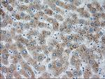 SIGLEC9 Antibody in Immunohistochemistry (Paraffin) (IHC (P))