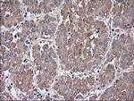 SIGLEC9 Antibody in Immunohistochemistry (Paraffin) (IHC (P))