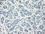 SIGLEC9 Antibody in Immunohistochemistry (Paraffin) (IHC (P))