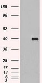 SIGLEC9 Antibody in Western Blot (WB)