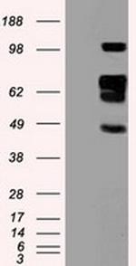 SIGLEC9 Antibody in Western Blot (WB)