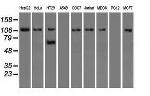 SIGLEC9 Antibody in Western Blot (WB)