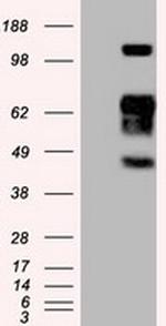 SIGLEC9 Antibody in Western Blot (WB)