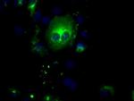 SIL1 Antibody in Immunocytochemistry (ICC/IF)