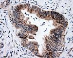 SIL1 Antibody in Immunohistochemistry (Paraffin) (IHC (P))