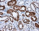 SIL1 Antibody in Immunohistochemistry (Paraffin) (IHC (P))