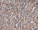 SIL1 Antibody in Immunohistochemistry (Paraffin) (IHC (P))