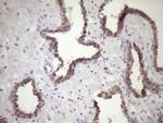 SIRPA Antibody in Immunohistochemistry (Paraffin) (IHC (P))