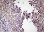 SIRPA Antibody in Immunohistochemistry (Paraffin) (IHC (P))
