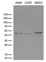 SIRPB1 Antibody in Western Blot (WB)