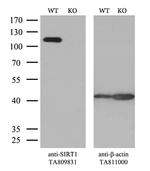 SIRT1 Antibody in Western Blot (WB)