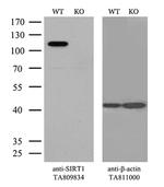 SIRT1 Antibody in Western Blot (WB)