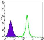 SIRT1 Antibody in Flow Cytometry (Flow)