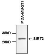 SIRT3 Antibody in Western Blot (WB)