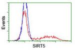 SIRT5 Antibody in Flow Cytometry (Flow)