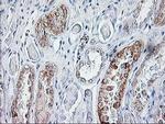 SIRT5 Antibody in Immunohistochemistry (Paraffin) (IHC (P))