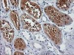 SIRT5 Antibody in Immunohistochemistry (Paraffin) (IHC (P))