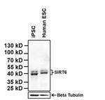 SIRT6 Antibody in Western Blot (WB)