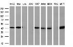 SIRT6 Antibody in Western Blot (WB)