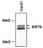 SIRT6 Antibody in Western Blot (WB)