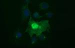 SIVA1 Antibody in Immunocytochemistry (ICC/IF)