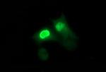 SIVA1 Antibody in Immunocytochemistry (ICC/IF)