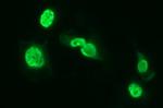 SIVA1 Antibody in Immunocytochemistry (ICC/IF)