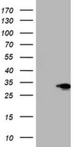 SIX1 Antibody in Western Blot (WB)