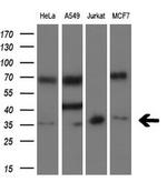 SIX1 Antibody in Western Blot (WB)