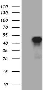 SIX3 Antibody in Western Blot (WB)